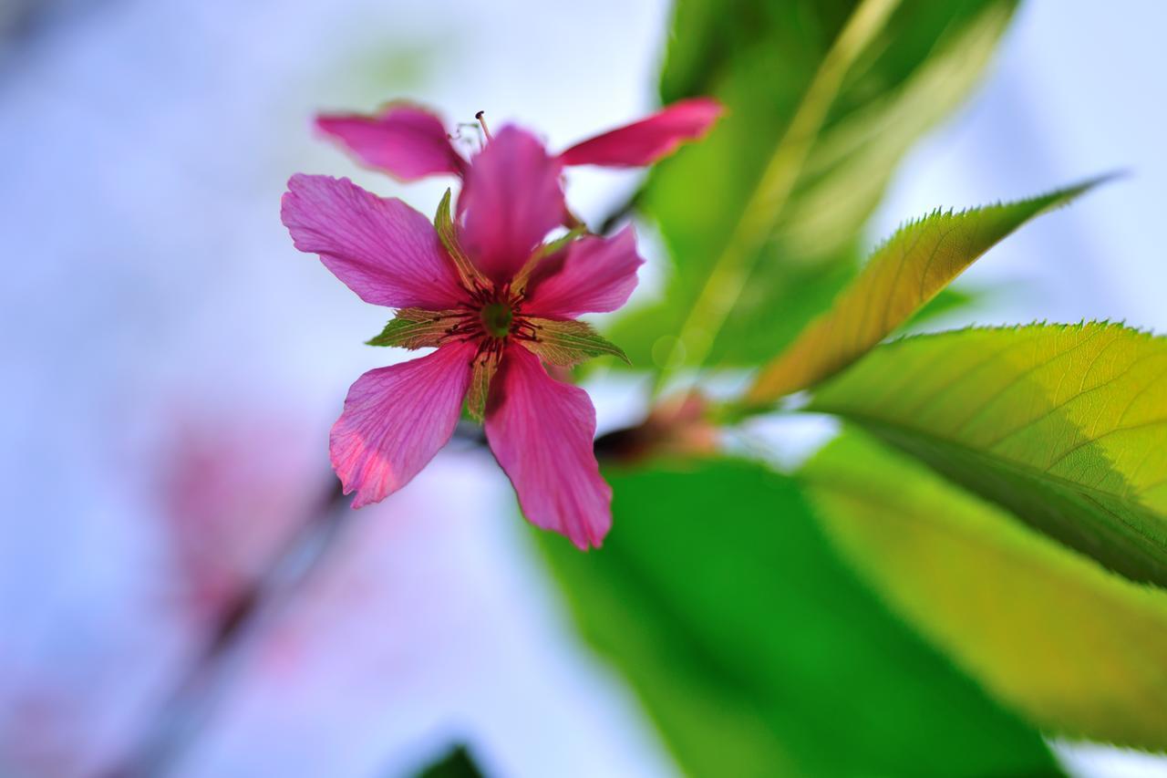 Flower Free花自在 Zhuolan ภายนอก รูปภาพ